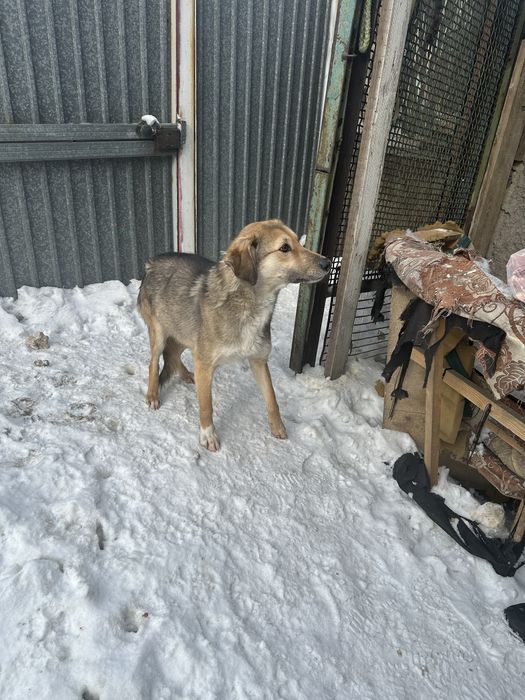 Отдам собаку в хоршие руки