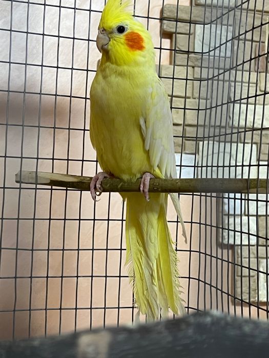 Обмен птиц на волнистых