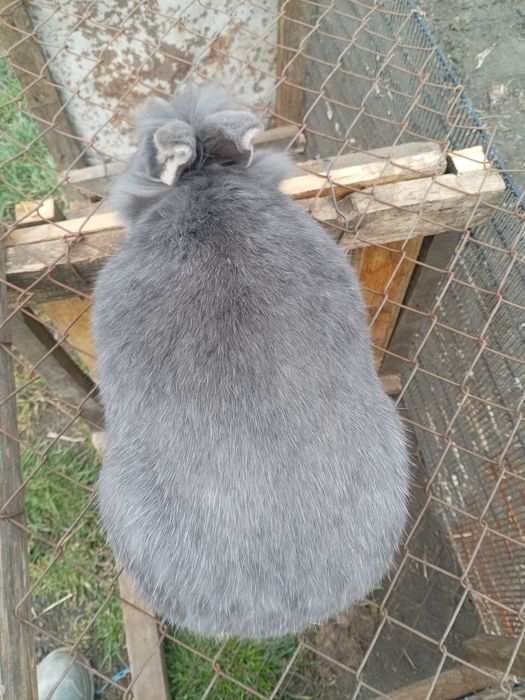 De vânzare iepuroaica cap de leu