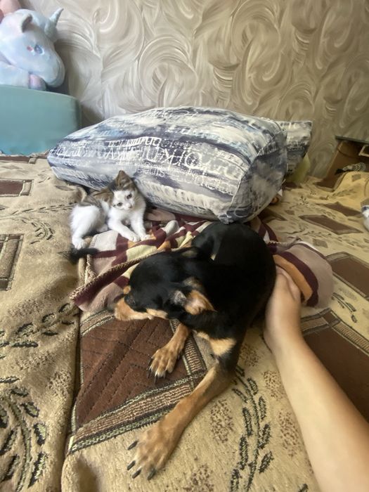 Отдается котенок