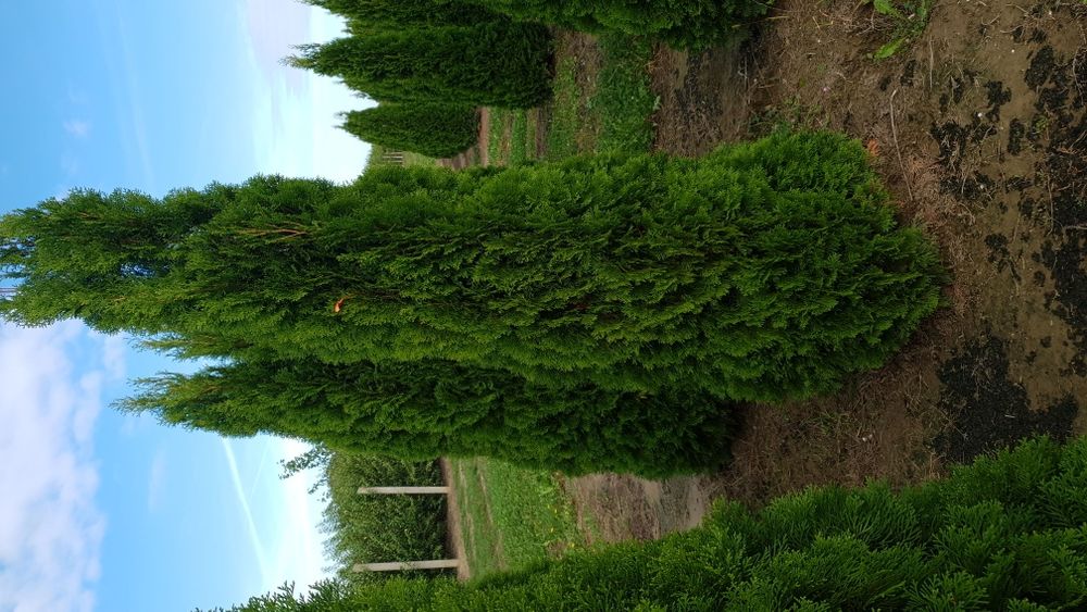 Tuia de mai multe dimensiuni