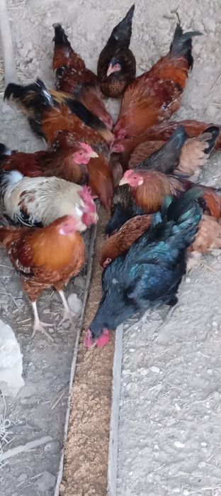 Хуроз ва товуклар сотилади