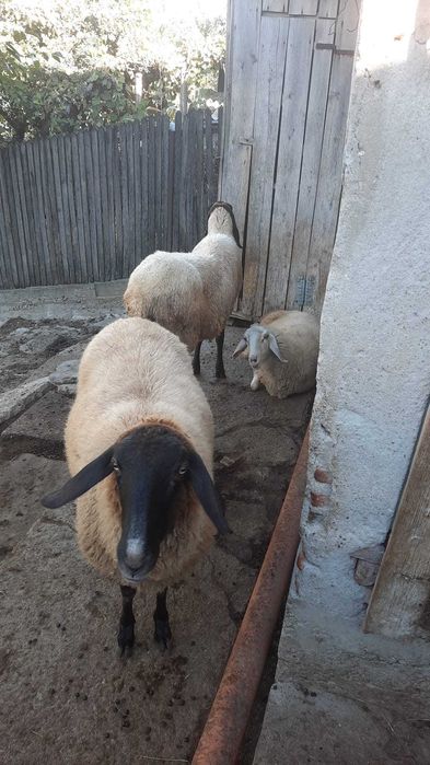 Oi de vanzare ,rasă carabaș sarbesc-bergamas