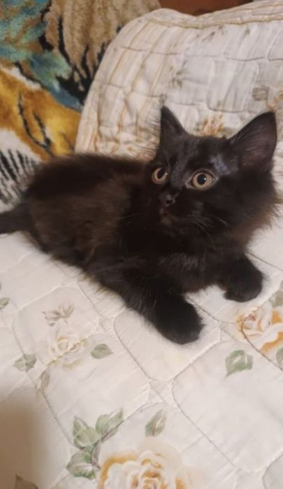 Котята  породы Перс экзот