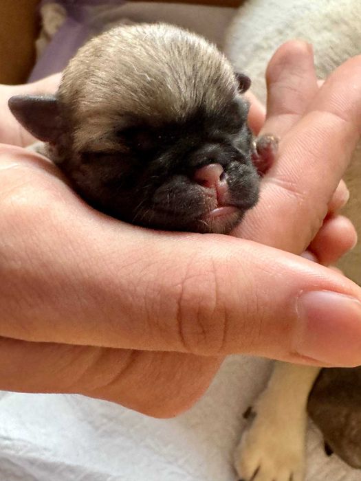 бежевые мопсята  щенки