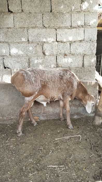 Juda zoʻr qoʻchqor lar hammasi yosh