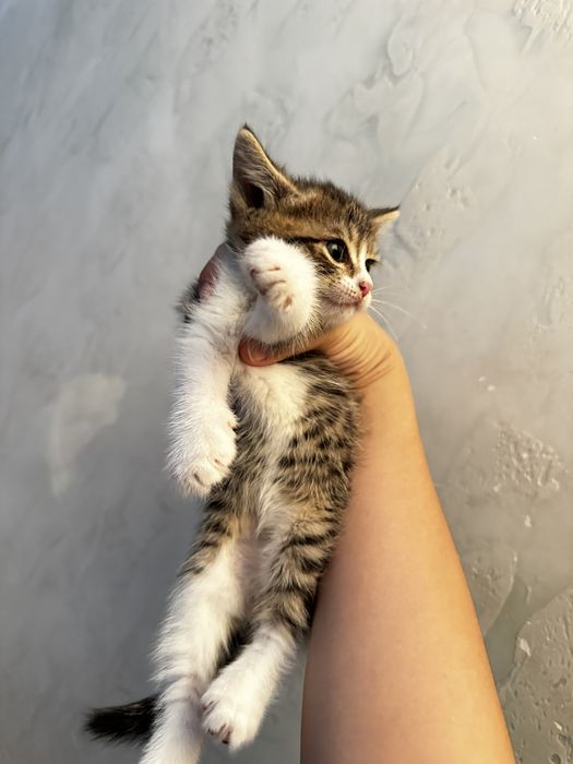 Котята ,3 мальчика 1 девочка , ходят в латок