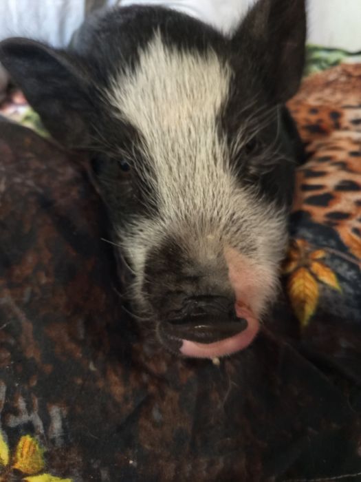 Виетнамско мини прасе