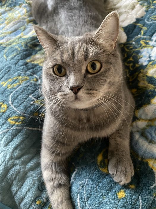 Отдам кота бесплатно