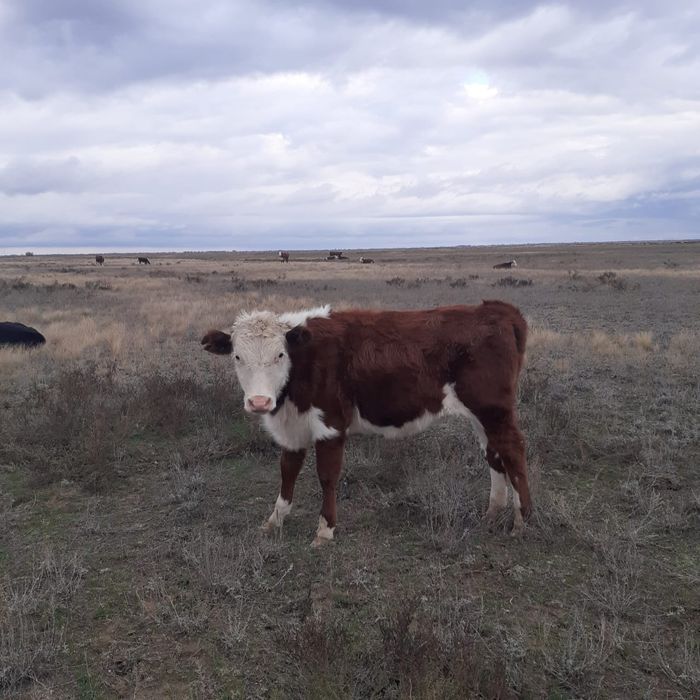 Продам подсосных телечок