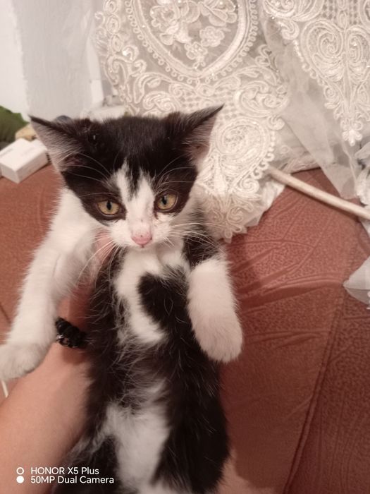 Отдам котят в хорошие руки