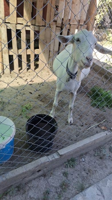 Пародистый ешкилер сатылады арзанга