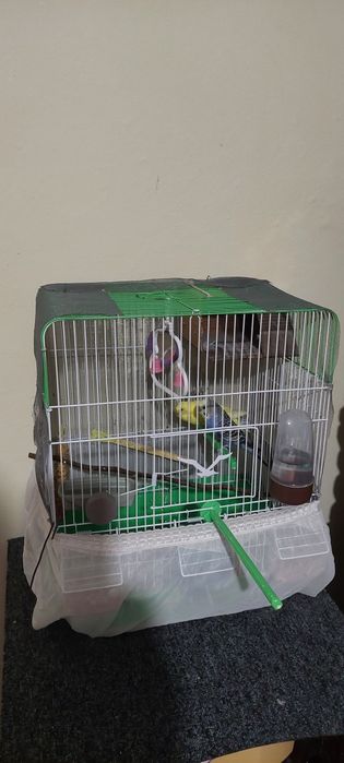 Peruși de vinzare jud Constanța