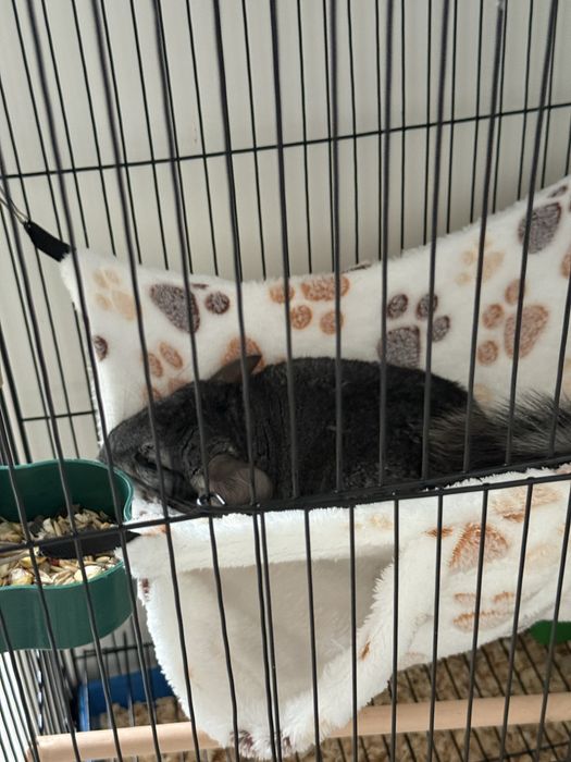 Шиншилла мальчик