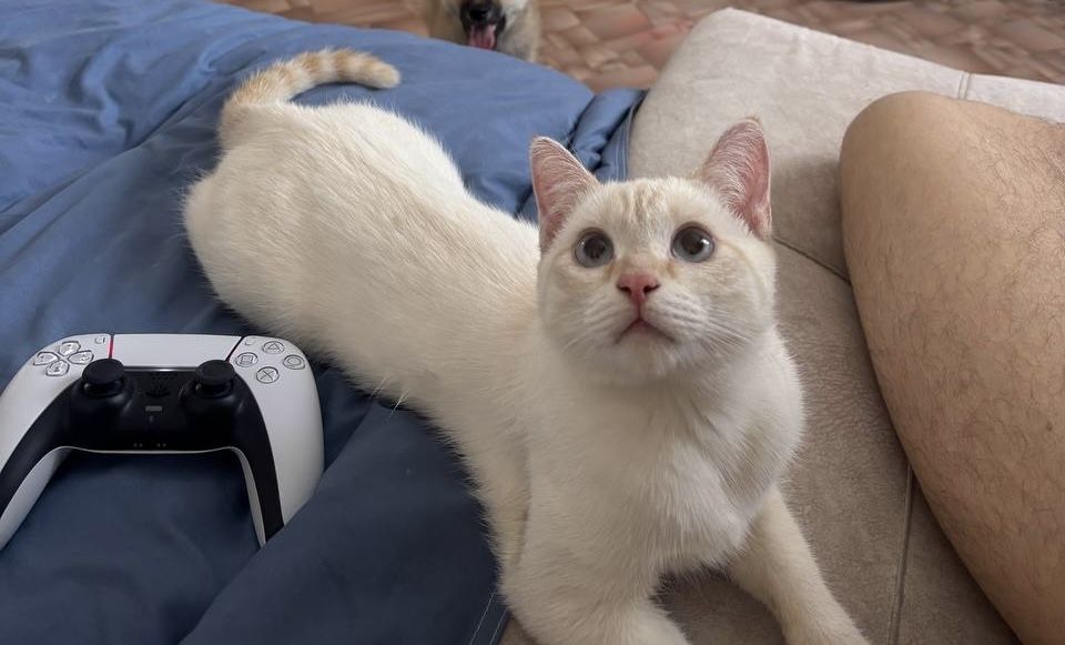 Отдам в добрые руки