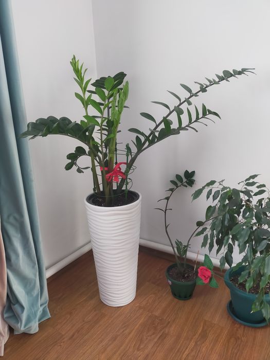 Замиокулькас 5 летний