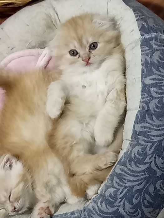 Продаются котята (1,5 месяца) : скотишфолд  и скотишстрайт.