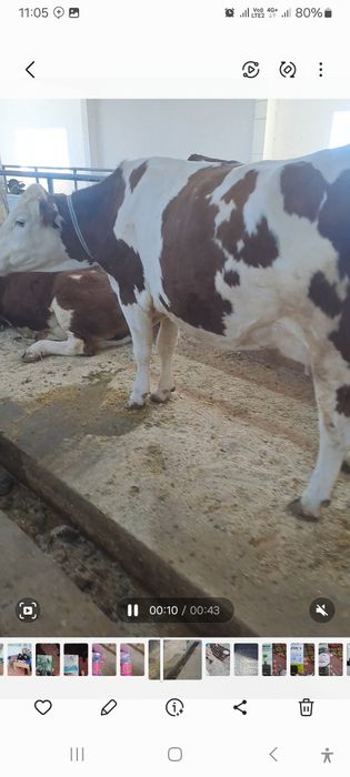 Saryog' sotiladi manashu sigirlarning yog'i 100 000 so'mdan kilosi