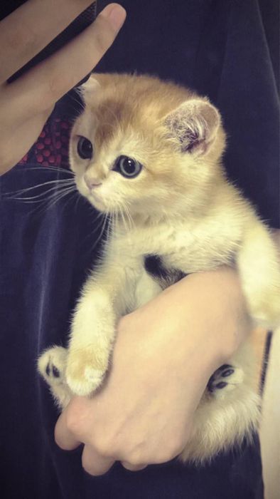 Золотая шиншилла