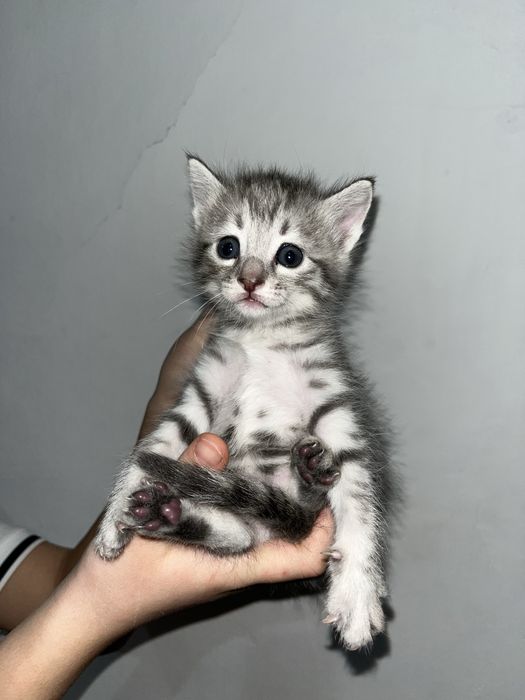 Мысықтар сатамын.