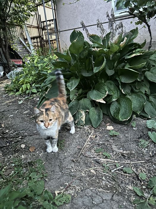 Бесплатно в добрые руки