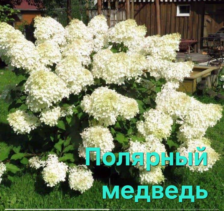 Саженцы гортензии