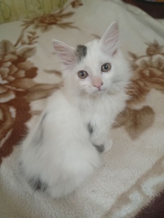Отдам даром котёнка.
