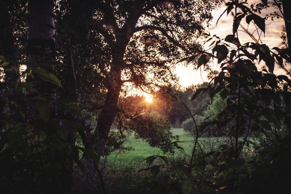 Nikon D5600 с объективом 18-140 мм (есть пример фотографии)