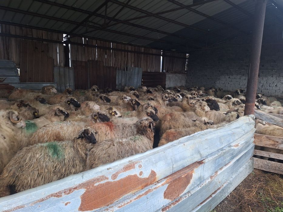 De vânzare 100 de oi mame