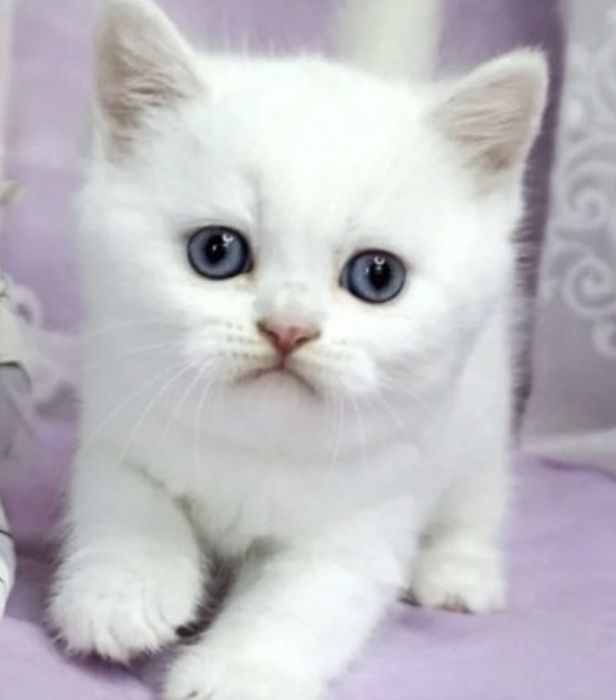 Котята Скоттиш Страйт
