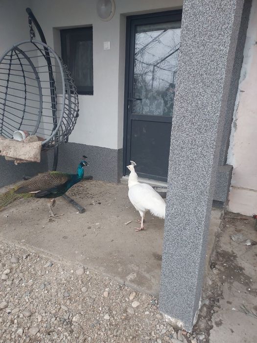 Vând familie de păuni