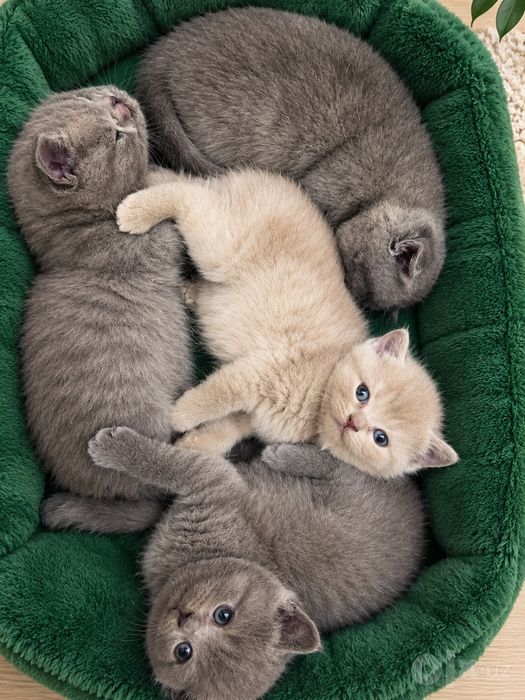 Продаются шотландские чистокровные котята