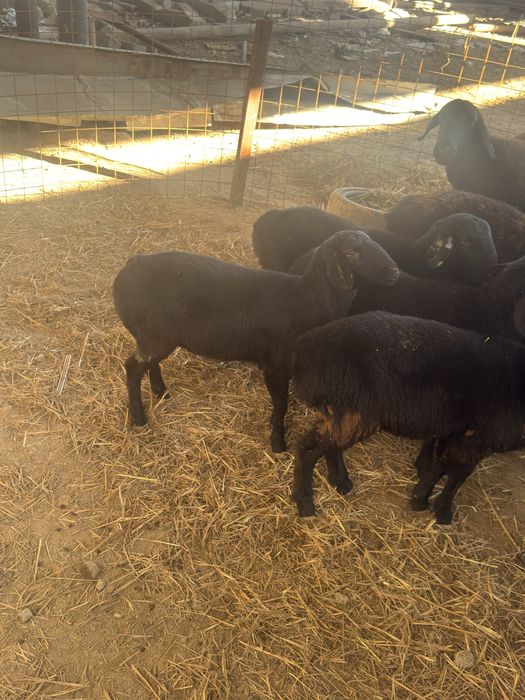 Урғашы токтылар сатылады