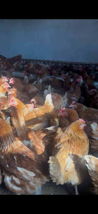 Ломан брауын сатылады