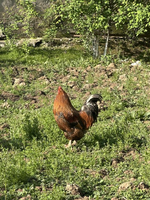 Петухи домашные