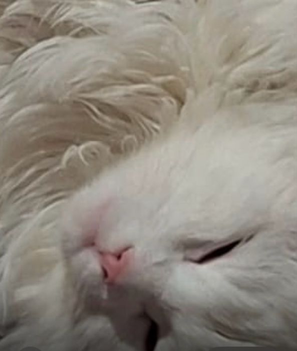 Котей белый принц красавец