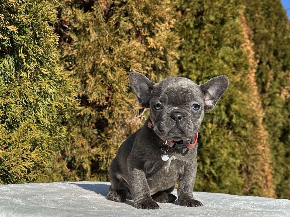 Френски Булдог French Bulldog Blue