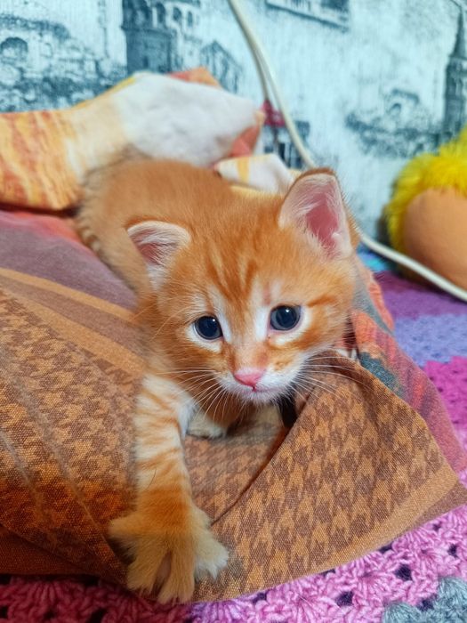 Отдам котенка в добрые руки