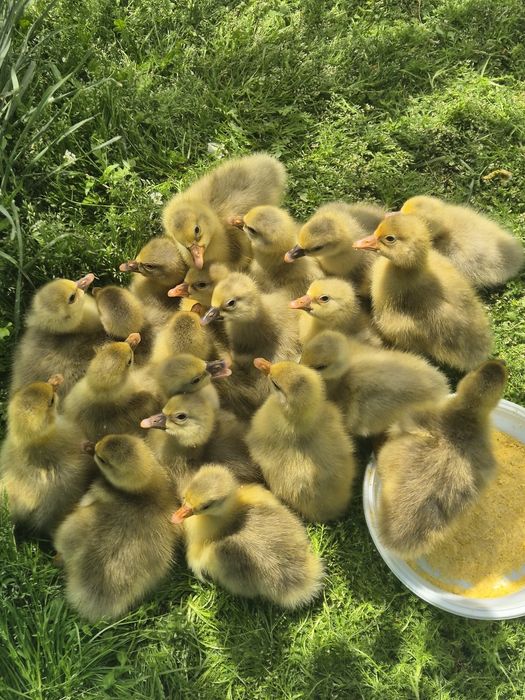 Vand boboci gasca romaneasca