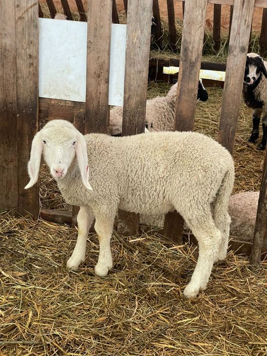 Berbecuț bergamasca