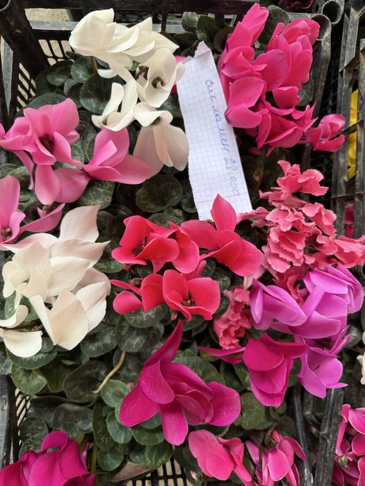 Жуда чиройли гуллар ҳовли ва тувак гуллар оптим  ва доннага ҳам бор ке