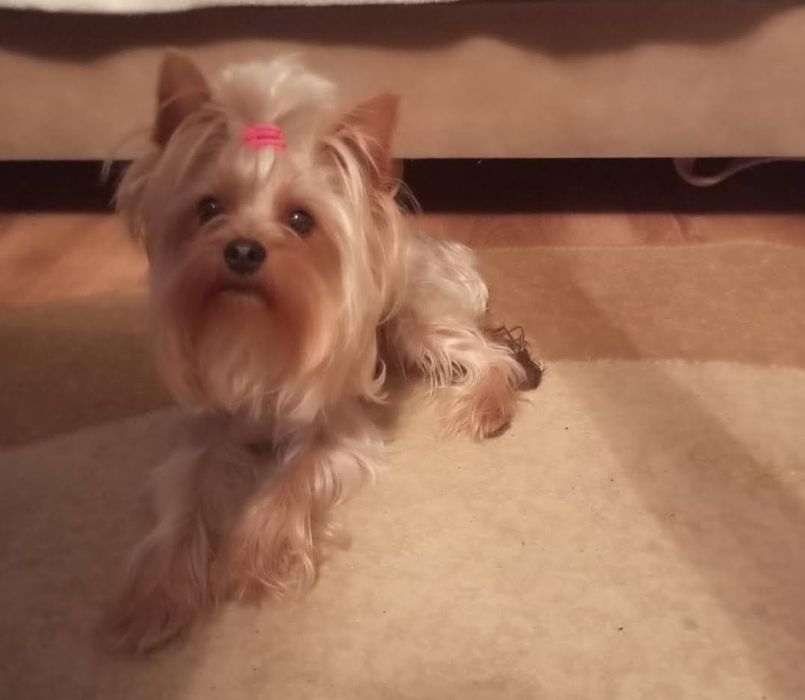 Вязка йоркширский терьер