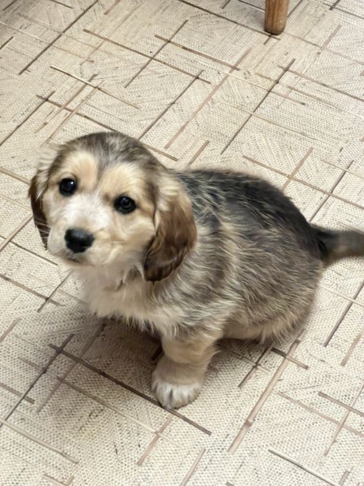 Отдадим щенка в хорошие руки