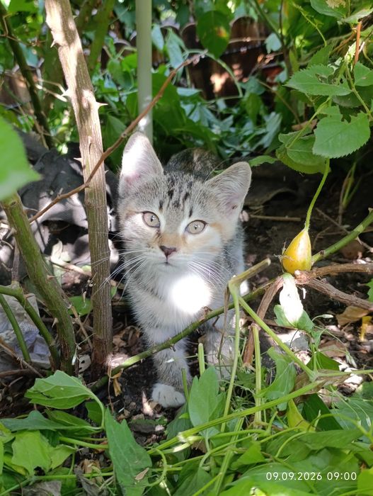 Котята ищут своих людей