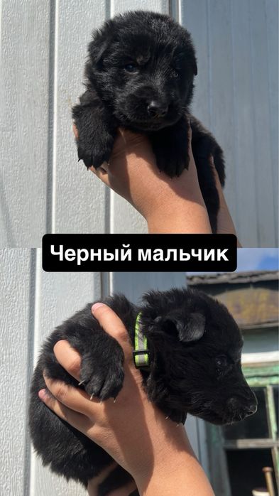 Щенки немецкой овчарки