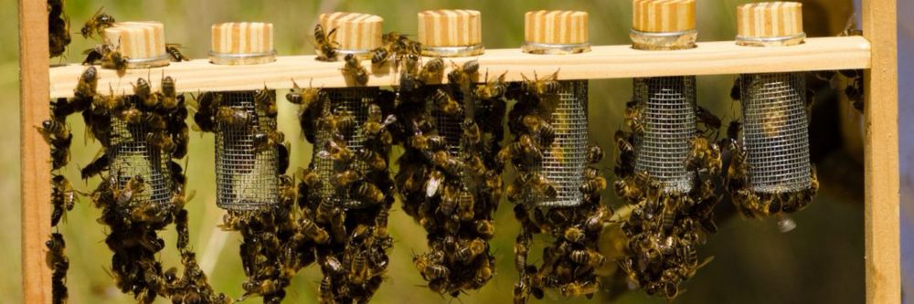 Mătci [regine] Carnica & Buckfast 2026