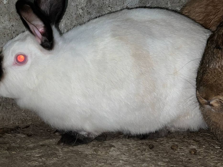 Қуёнлар сотилади