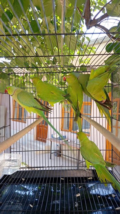 Попугай ожереловый