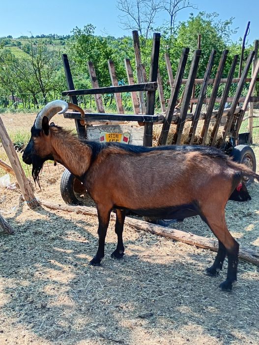 Vând țap Alpin Francez schimb și cu motosapa