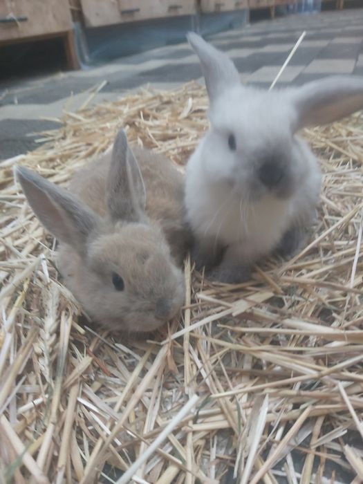 Продаются кролики крольчата куен болалари